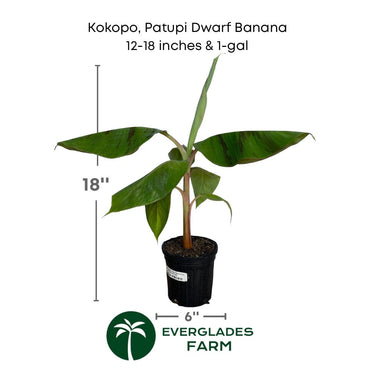 Kokopo, Patupi Dwarf Banana Plant